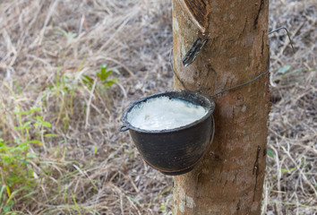 Latex of rubber tree.