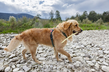 Golden retriever dog at the river coast, summer time
