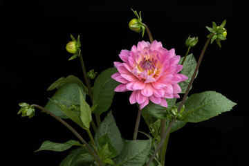Dahlia of pink color with buds on black background