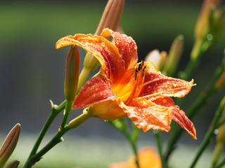 Lily after rain
