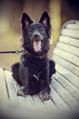 Black cheerful domestic dog on a bench.