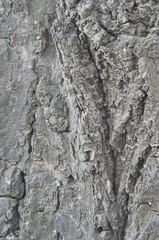 The texture of a tree trunk close-up