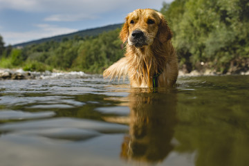 Golden retriever dog having good time in the river , summer time
