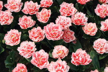 tulipani in fioritura