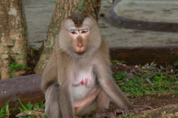 Play monkey sitting under the tree