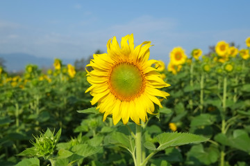 Sunflowers