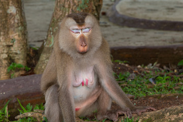Play monkey sitting under the tree