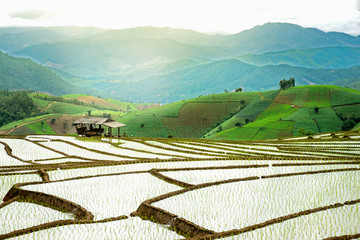 Terraced Rice Field in Thailand