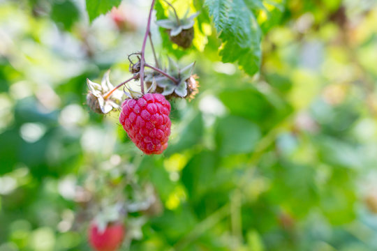 Raspberry growing on a bush with copy space. Authentic farm series.
