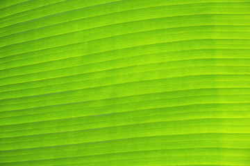 banana leaf background