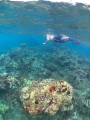 Fototapeta premium Maui Underwater