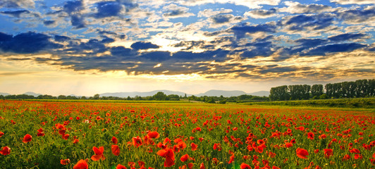 Place to meditate, summer happiness, summer beauty: meadow with red poppies :)
