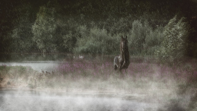 Friese im Regen