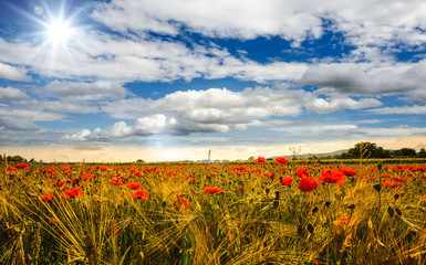 Place to meditate, summer happiness, summer beauty: meadow with red poppies in the morning :)