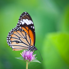 Butterflies in the garden flowers.