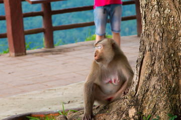 Play monkey sitting under the tree