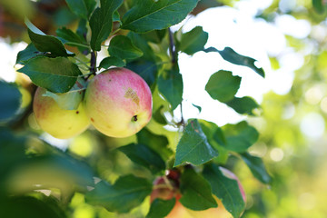 Ekologiczna uprawa jabłek.
Owocujące drzewo jabłoni.
