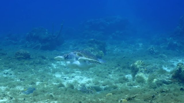Unterwasser - Riff - Schildkröte - Suppenschildkröte  - Schwamm  - Tauchen - Curacao - Karibik - 4K