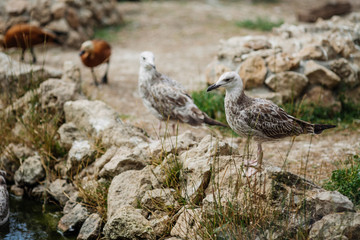 seagull is sitting on a rock near water
