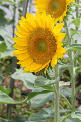 Obraz premium Sunflowers