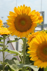 Obraz premium Sunflowers