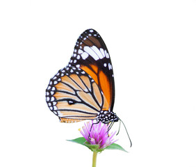 Butterflies and flowers on white background