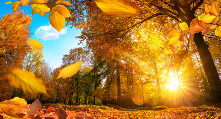 Goldener Herbst in einem Park, mit fallenden Blättern und blauem Himmel