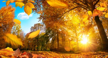 Fotobehang Gouden herfst in een park, met vallende bladeren en een blauwe lucht © Smileus