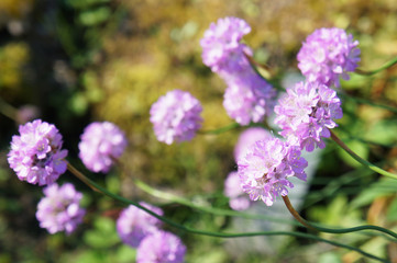 Purple allium plant sofrsocus