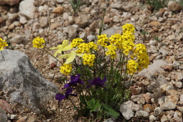 Mountain flowers
