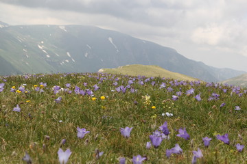 Mountain flowers