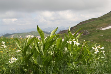 Mountain flowers