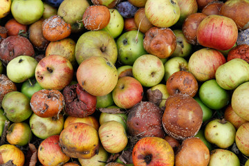 many windfall apples are lying on the ground