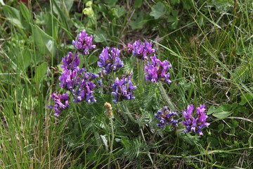 Mountain flowers