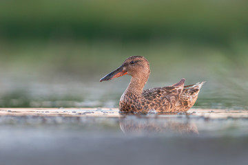 Northern shoveler (Anas clypeata)