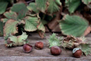 Hazelnuts