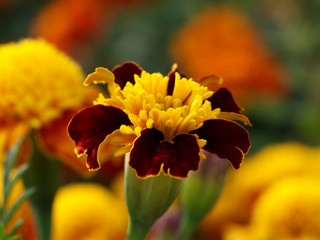 yellow and brown flower macro