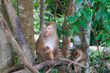 monkeys  playing on a tree branch