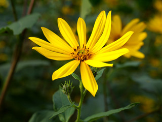 yellow  topinambur flower closeup