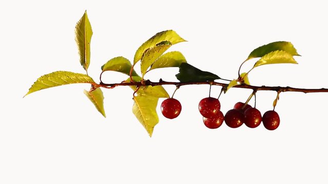 Cherry tree branch. Isolated, white background