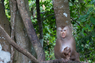 monkeys  playing on a tree branch