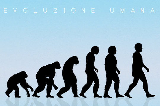 Human evolution