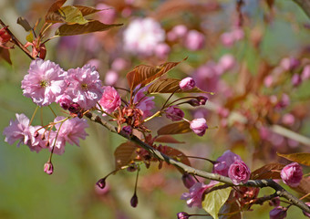 Branch of the blossoming Oriental cherry (Prunus serrulata Lindl