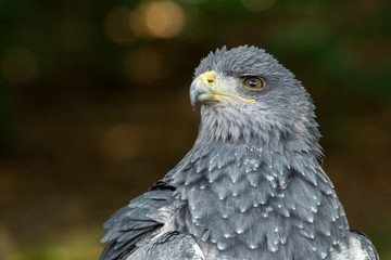 Black-chested buzzard-eagle - Geranoaetus melanoleucus