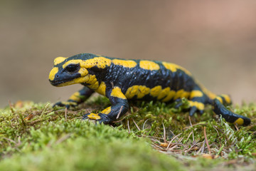 fire salamander