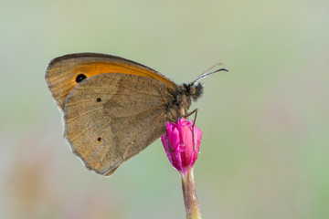 Obraz premium Meadow brown - Maniola jurtina