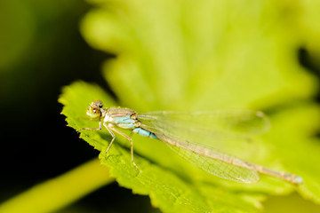 Dragonfly