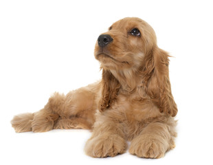 puppy cocker spaniel in studio © cynoclub