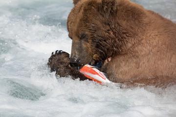 Fototapeta premium Alaskan brown bear eating salmon