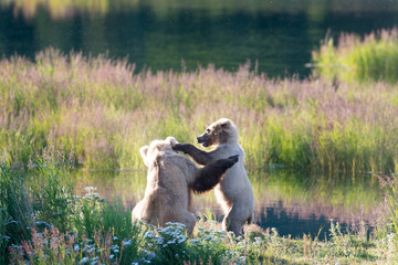 Brown bear sow and cub